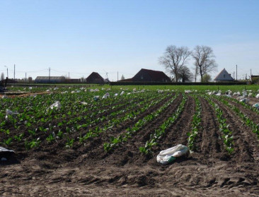 Niet alle veilingen veren weer recht na de klap in 2014