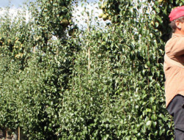 Seizoensarbeid in tijden van corona