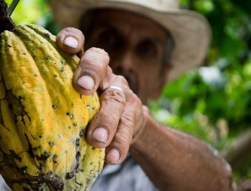 Prijs ton cacao stijgt boven 10.000 dollar uit