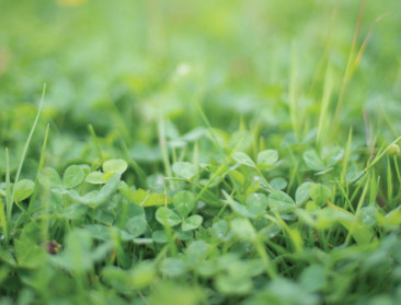 Resolutie voor behoud gewasbescherming in EAG strandt