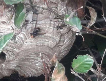 Aziatische hoornaar rukt verder op in Vlaanderen