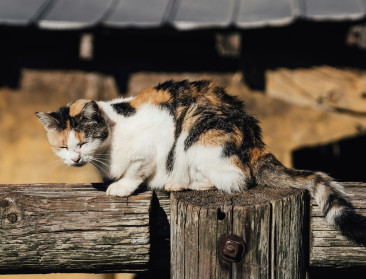 Eerste geval van vogelgriep bij katten in België vastgesteld