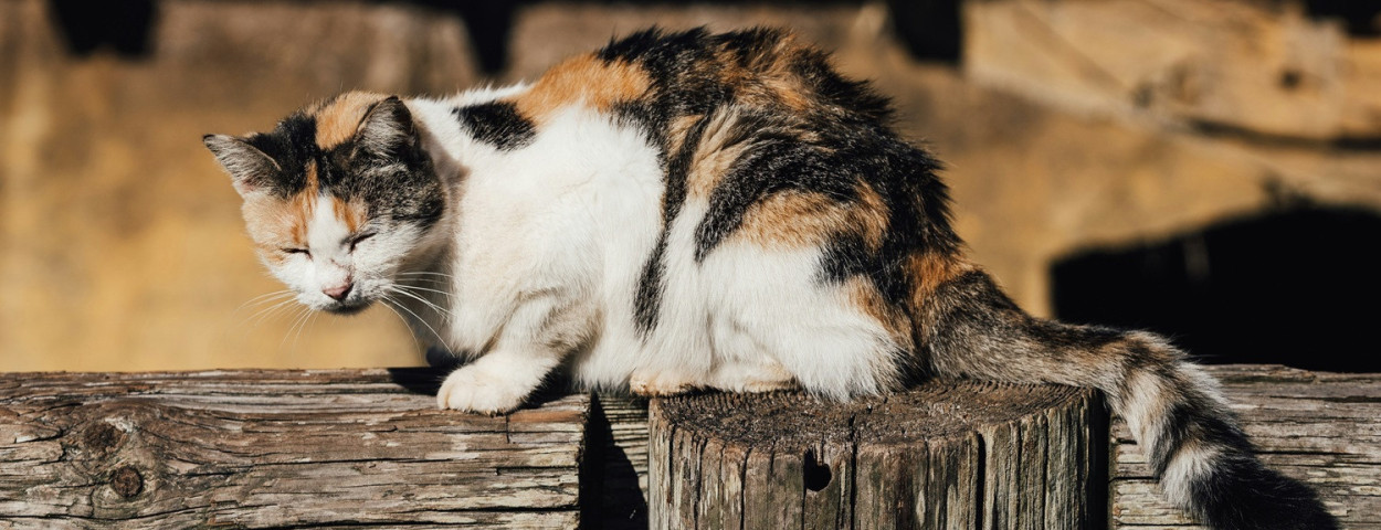 ziekekat