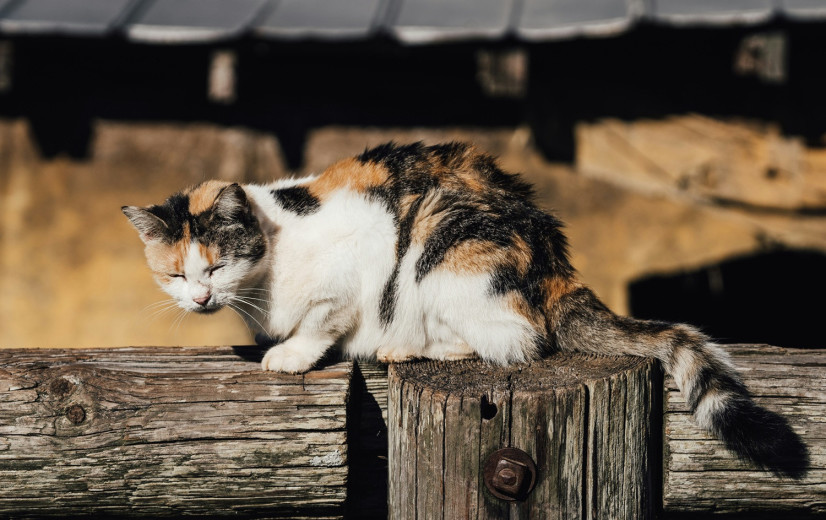 Eerste geval van vogelgriep bij katten in België vastgesteld