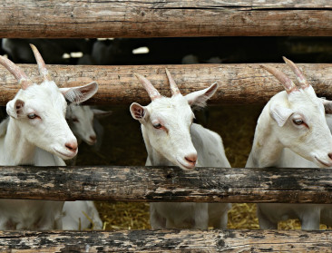 Coöperatie geeft toekomst aan geitenboerderij ‘t Reigershof