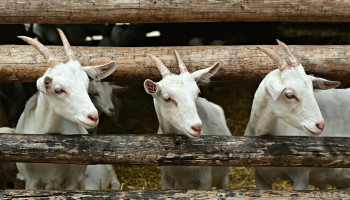 Coöperatie geeft toekomst aan geitenboerderij ‘t Reigershof