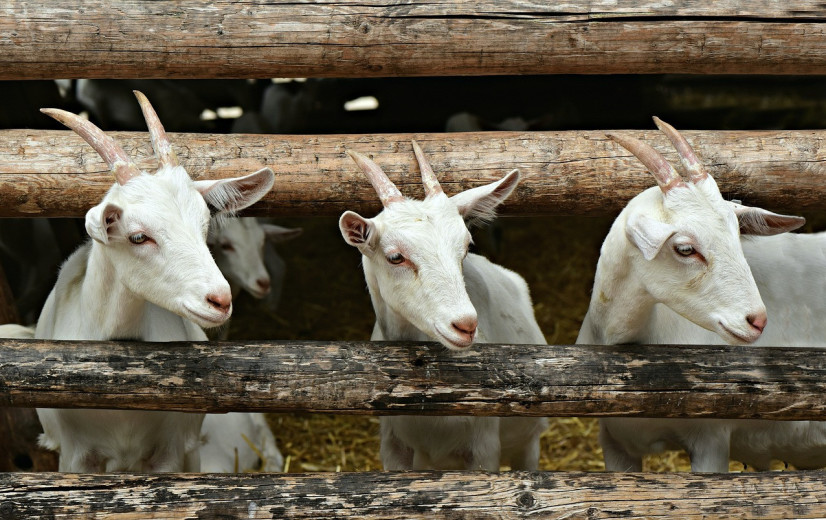 Schapen- en geitenpest raast door Griekenland, fetaprijzen onder druk