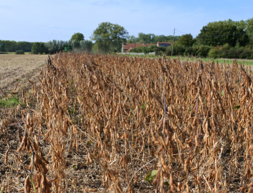 "Soja kan zesde belangrijkste akkerbouwgewas worden"