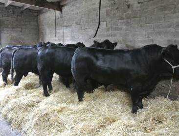 Ierland hervat als eerste in EU rundvleesexport naar VS