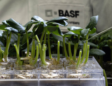 Ook BASF overweegt bod op Syngenta