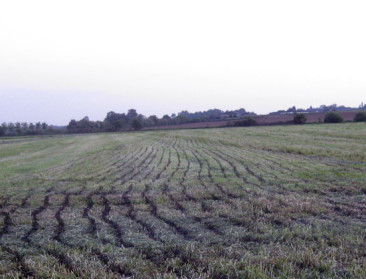 Zorgen om derogatie in Nederland en wat in Vlaanderen?