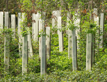 Bebossing gebeurt vooral in landbouwgebied