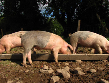"Tonen dat Zondag Vleesdag rendeert"