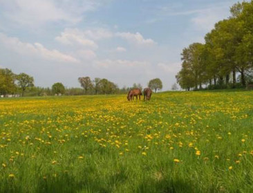 Paardenhouderij helpt mee aan behoud waardevol grasland