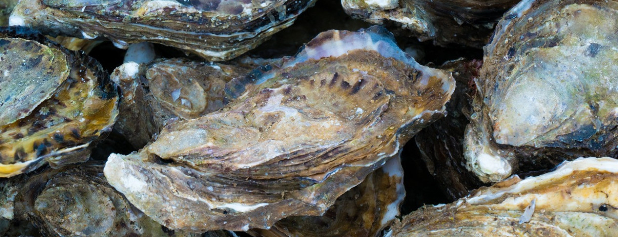 oesters