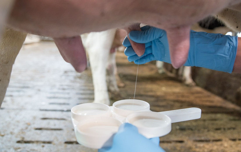 Antibioticagebruik bij melkvee gehalveerd door sneltest op uierinfecties