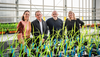 Van labo naar veld: Globachem zet bacteriën uit databank UHasselt in om biologische gewasbescherming te ontwikkelen