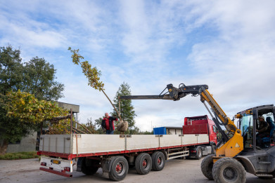 Boomkwekerij De Bruyn laadt camion met bomen