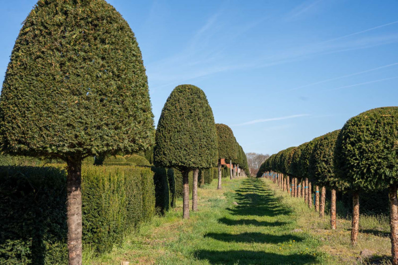 Taxus Topiary voor het hof van koning Charles in de UK
