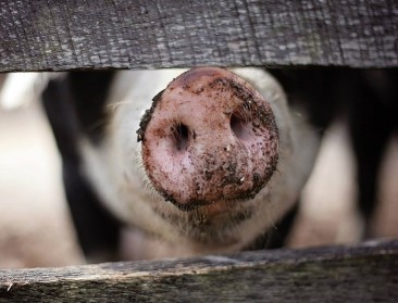 AVP blijft varkensmarkt in zijn greep houden