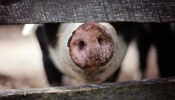 Nederlandse veehouderij niet te spreken over nieuwe Dierenwet