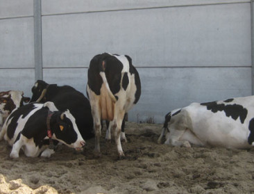 Haard van rundertuberculose en brucellose in ons land