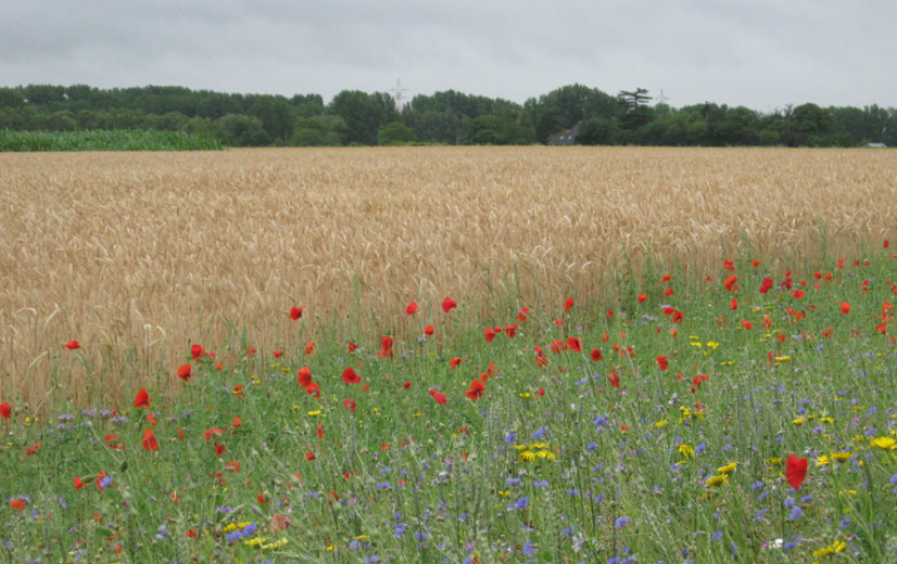 Agrifirm experimenteert met regeneratieve landbouw