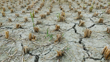 Landbouw in Centraal-Azië bedreigd door uitzonderlijke hittegolf: tot 10 graden warmer