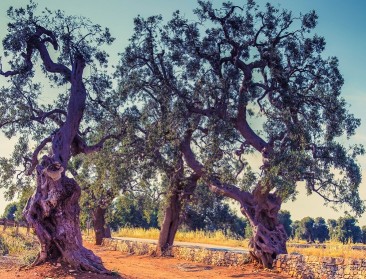 Rome doet te weinig tegen zieke olijfbomen