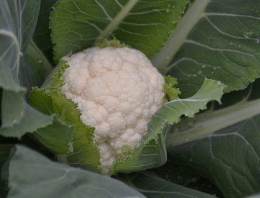 Verkoop van serrebloemkolen zit in de lift