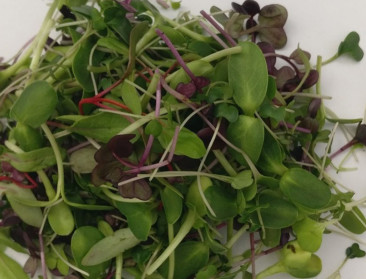 2019, het jaar van de microgroente?