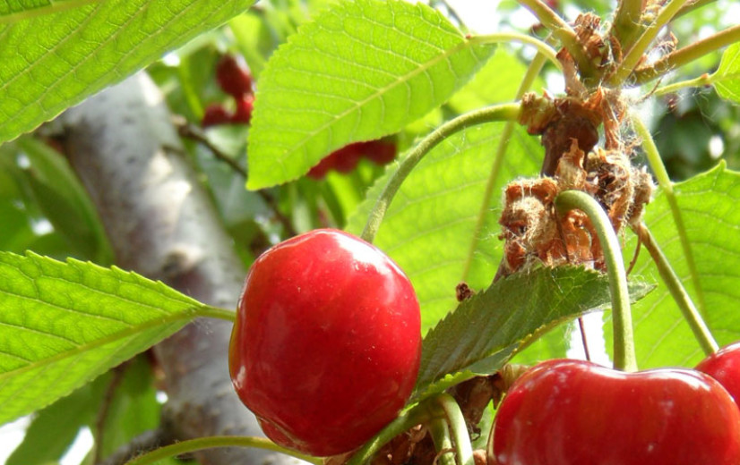 Brouwerij Mort Subite verwerkt 90.000 kilo krieken: “Kwaliteit uitstekend dankzij de zon”