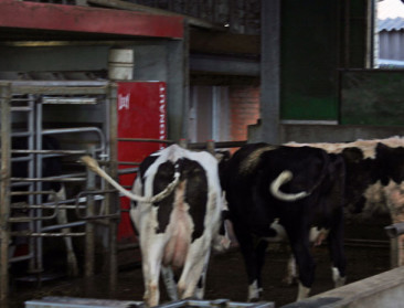 Lidl gaat Duitse boeren meer betalen voor hun melk