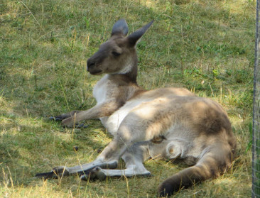 EU mikt op vrijhandel met Australië en Nieuw-Zeeland
