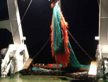 Ongewijzigde top drie van de Belgische visvangst