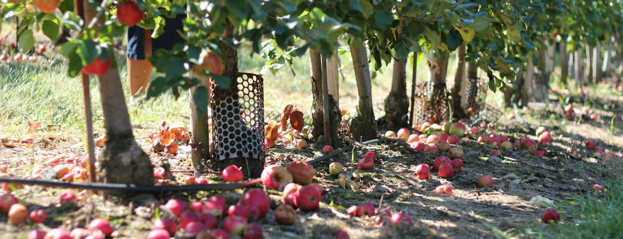 appel fruitboom oogst_unsplash