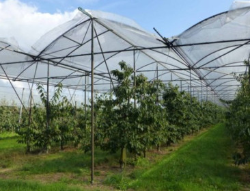 Overkapping volgende stap in modernisering kersenteelt