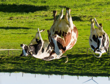 Rechter zet de wereld van Nederlandse boer op zijn kop