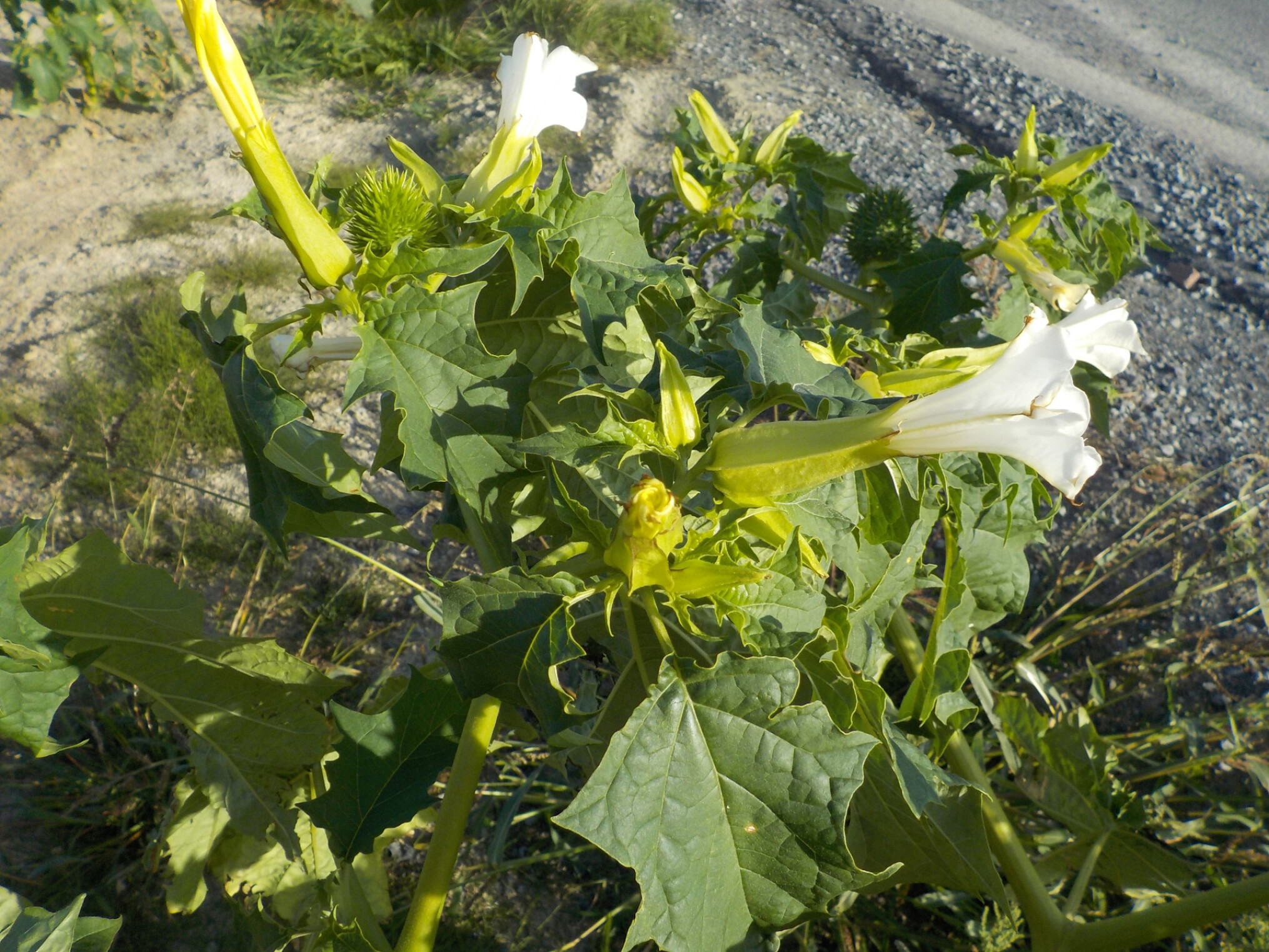 doornappel grote plant inagro