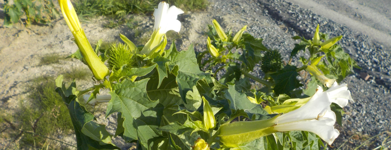 doornappel grote plant inagro