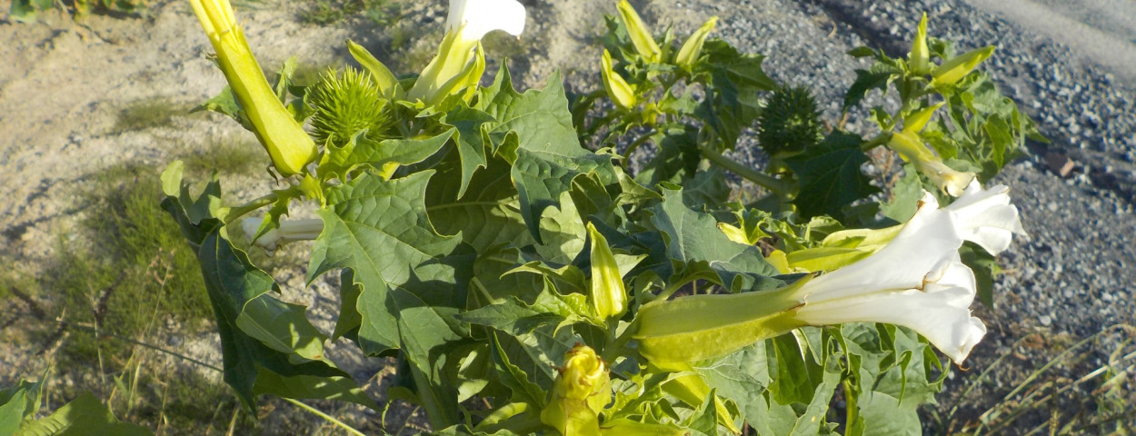 doornappel grote plant inagro