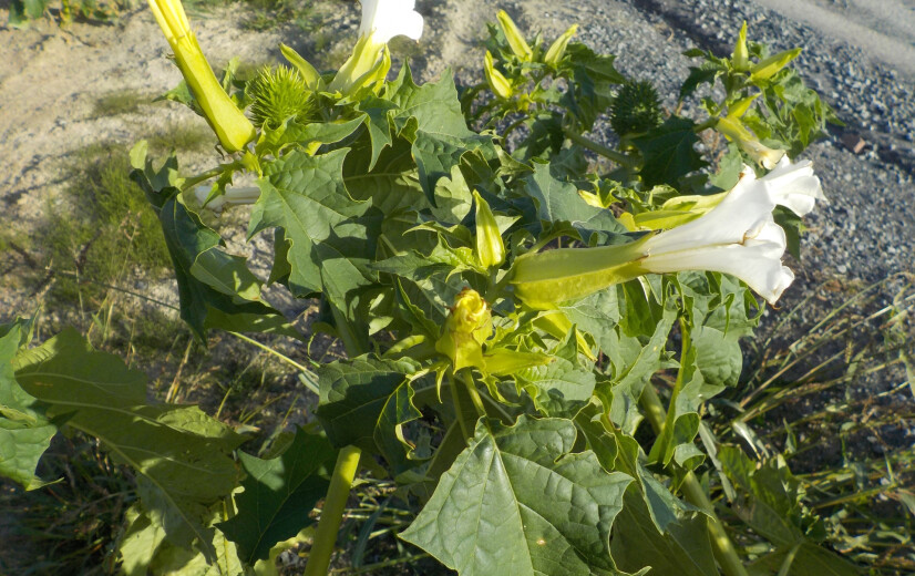 Het onkruid van de duivel: Inagro waarschuwt voor giftige doornappel