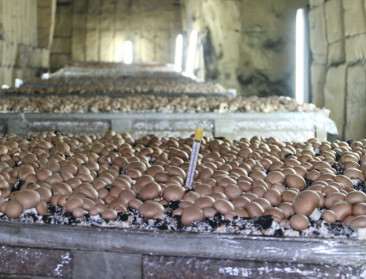 Carrefour-kwaliteitslabel voor Riemstse grotchampignon