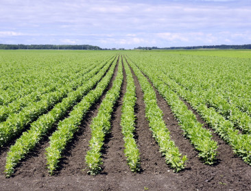 CAG: "Wat de geschiedenis ons kan leren over de eiwitshift"