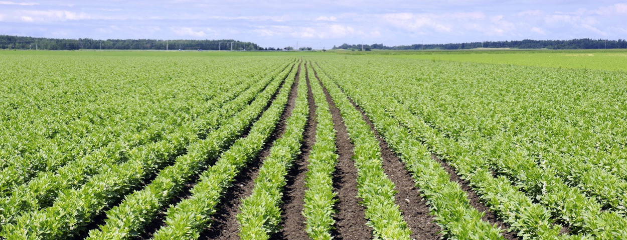 fababooneiwitpeulvruchtveld-copyrightBENEO-1250