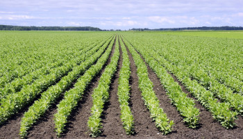 CAG: "Wat de geschiedenis ons kan leren over de eiwitshift"