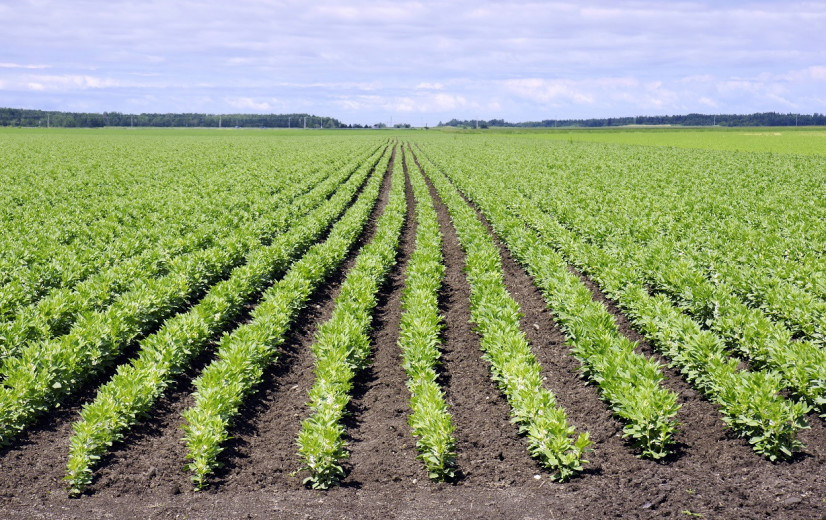 CAG: "Wat de geschiedenis ons kan leren over de eiwitshift"