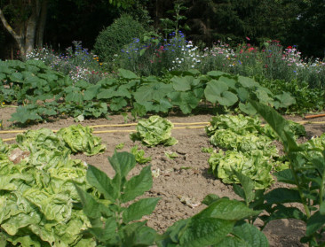 Brusselse tuiniers klagen over het verdwijnen van groen