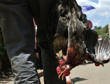 Verstoren exportsubsidies Afrikaanse lokale markt?