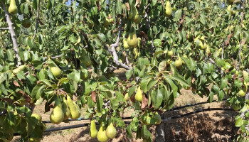 Droge zomer zal nog vele jaren nazinderen bij fruitkwekers: “Boomwortels gaan dood"